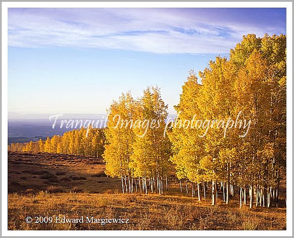 450601   Golden Aspens at Dawn on Boulder Mountain